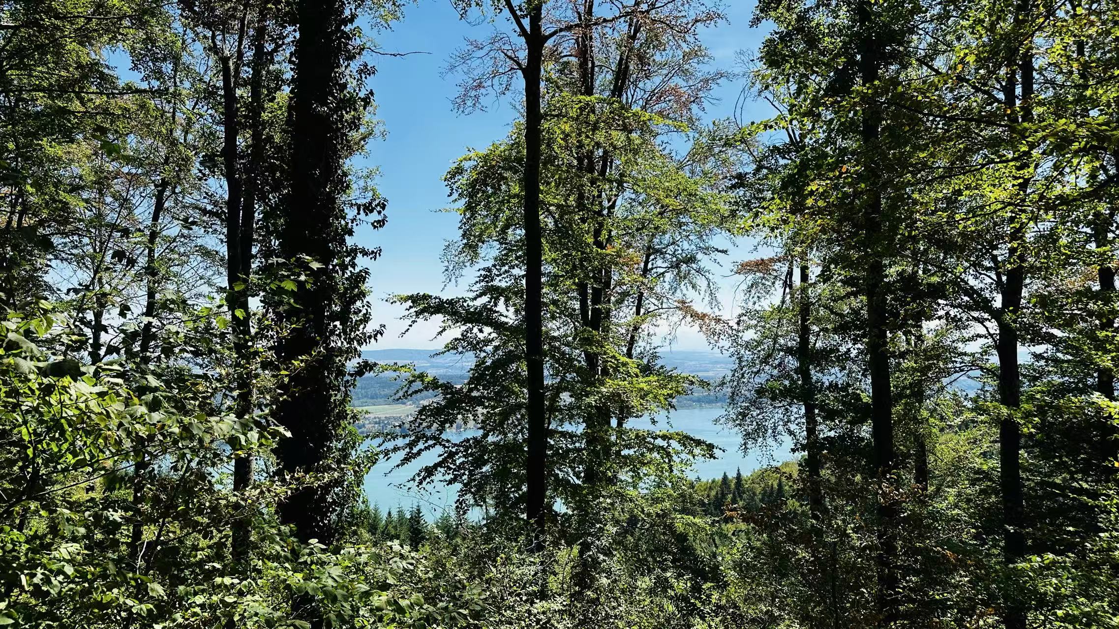 Pine Forest Contemplation